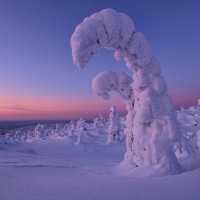 Snow Covered Trees