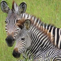 Zebras