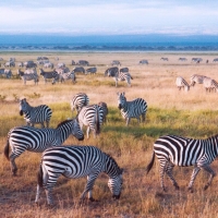 Zebras