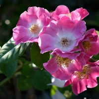 Wild Rose