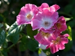 Wild Rose