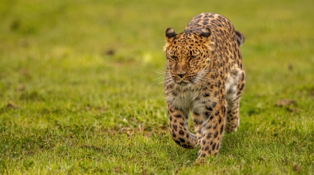 Leopard - animal, spot, cat, Leopard
