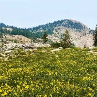 Wildflower Festival in Brighton, Utah