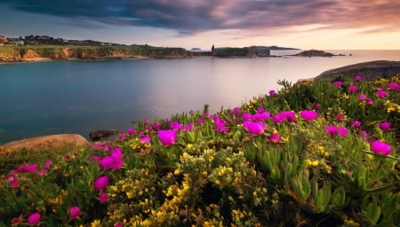 Ria de Pontevedra, Spain - river, wildflowers, beautiful, Spain, riverside