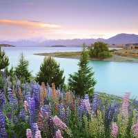 Blue bell flowers by Lake Tekapo, New Zealand