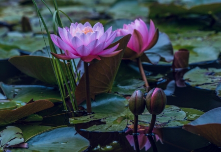 Water Lily - Lily, Pond, Petals, Flowers