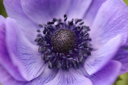 Purple Flower