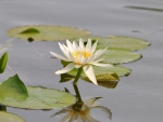 Waterlily