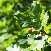 Acorns