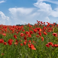 Poppy Meadow in Latvia