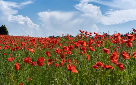 Poppy Meadow in Latvia