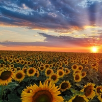 Sunset over Sunflowers