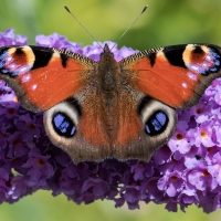 Peacock Butterfly