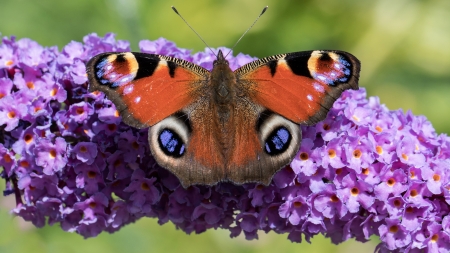 Peacock Butterfly - butterfly, insect, animal, peacock