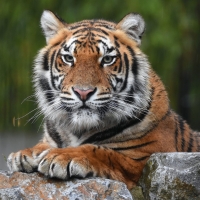Tiger 4k