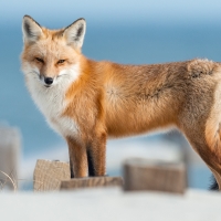 Fox