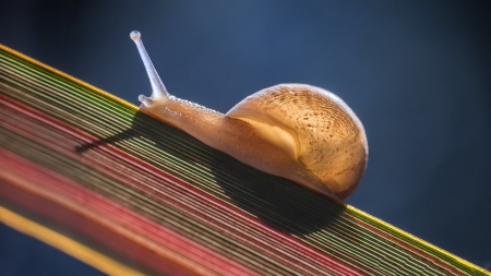 Snail - animal, shell, slug, snail