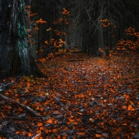 Autumn Forest