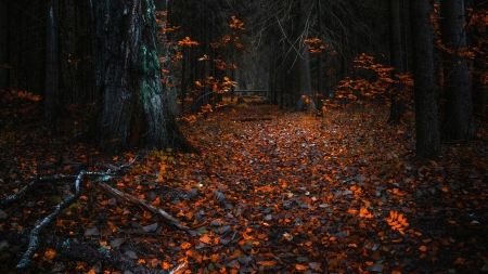 Autumn Forest - fall, trees, forest, autumn