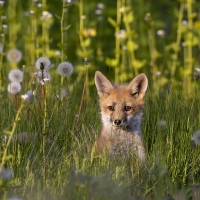 Fox Cub