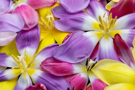 Tulips - skin, yellow, spring, lalea, flower, pink, tulip, lalele, purple, texture