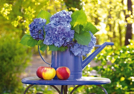 Hydrange and apples - summer, blue, flower, mar, red, fruit, apple, hydrangea, vara