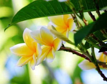Plumeria - Flowers & Nature Background Wallpapers on Desktop Nexus