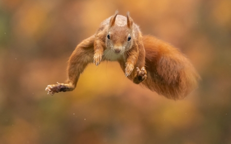 Squirrel - animal, fly, jump, squirrel