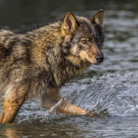 British Columbia Wolf