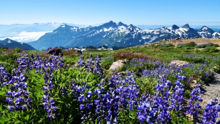 Fields of lupine at Paradise on Mt. Rainier - usa, blossoms, landscape, mountains, washington, sky