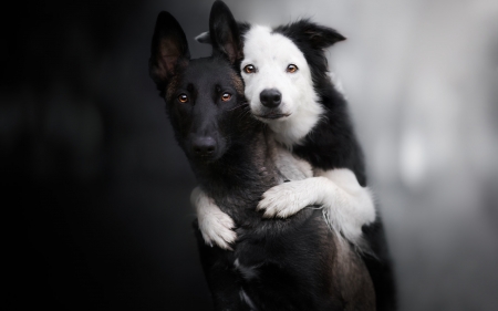 dogs - dogs, family, friends, portrait