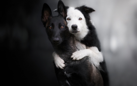 dogs - portrait, friends, dogs, family