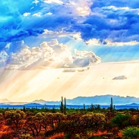 After drought, comes the sweet rain - Sonoran Desert