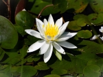 Waterlily