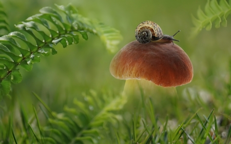 Snail on Mushroom - leaves, snail, mushroom, fern
