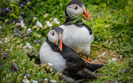 Puffins - grass, puffins, birds, animals