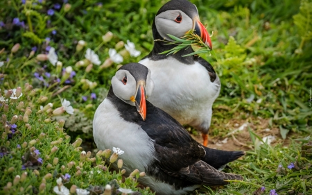 Puffins