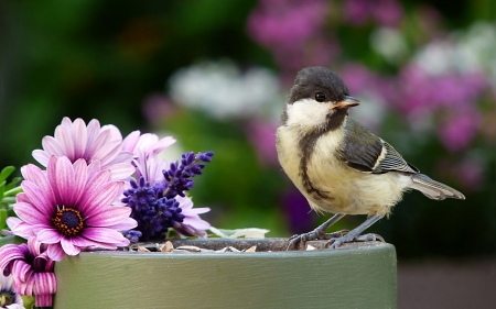 Great Tit