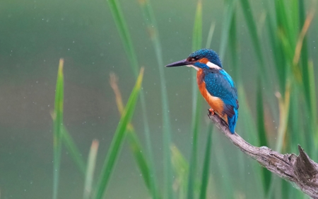 Kingfisher - bird, branch, reeds, kingfisher