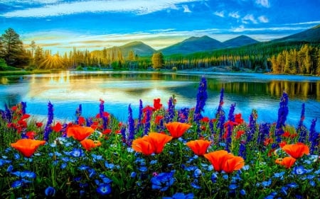 Mountain Summer Blooms - flowers, clouds, blossoms, poppies, water, lake, sky