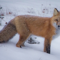 Fox