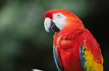 Parrot - animal, beak, parrot, red