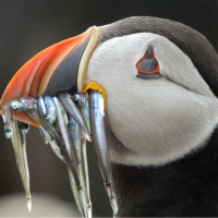 Puffin with a Mouthful of Sand Eels