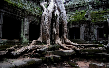 Ta Prohm Temple - temple, ta prohm, tree, religious