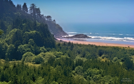 American Coast - trees, coast, beach, America, ocean