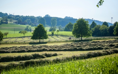 Summer Landscape - landscape, trees, fields, summer