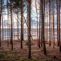 Seaside Forest in Latvia