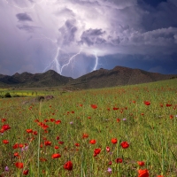 Lightning over Poppy Meadow