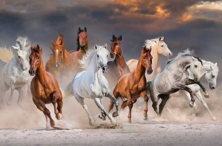 Desert Horses - clouds, sand, dark, sky, animals