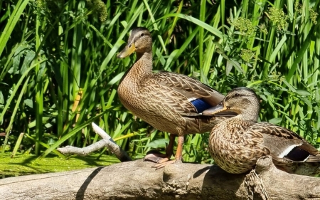 Ducks - birds, ducks, grass, latvia, wood